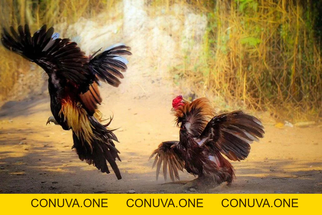 Cược đá gà trực tiếp Thomo hôm nay nhà cái bet88