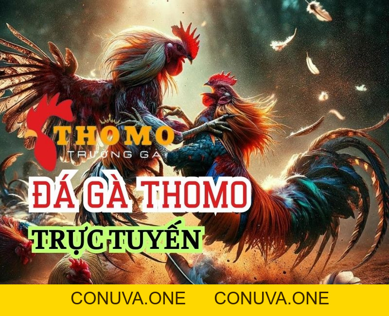 Cược đá gà trực tiếp Thomo hôm nay nhà cái bet88